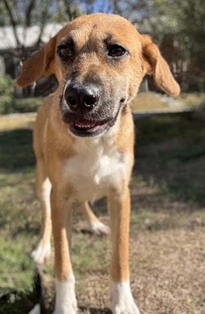 Nala — thumbnail 2