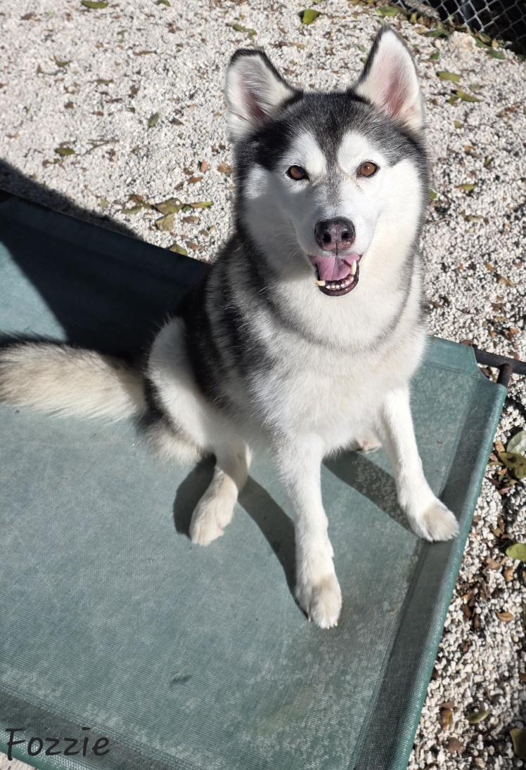 Fozzie, a ADOPTABLE mixed breed in Key Largo, FL image 3/6