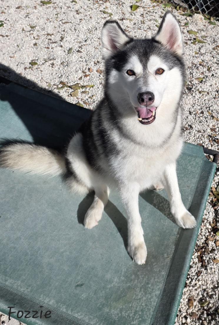Fozzie, a ADOPTABLE mixed breed in Key Largo, FL image 2/6