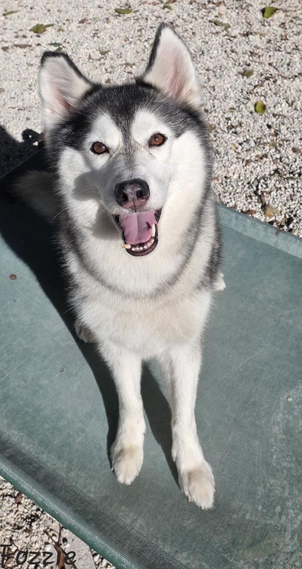 Fozzie, a ADOPTABLE mixed breed in Key Largo, FL image 4/6