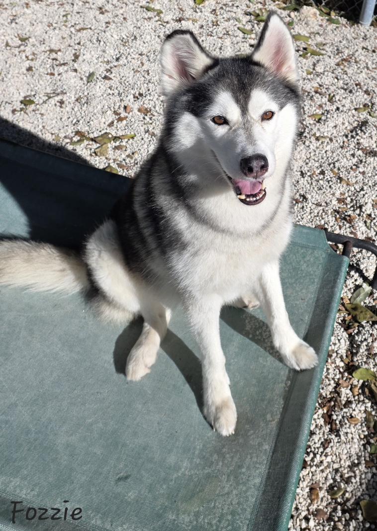 Fozzie, a ADOPTABLE mixed breed in Key Largo, FL image 1/6