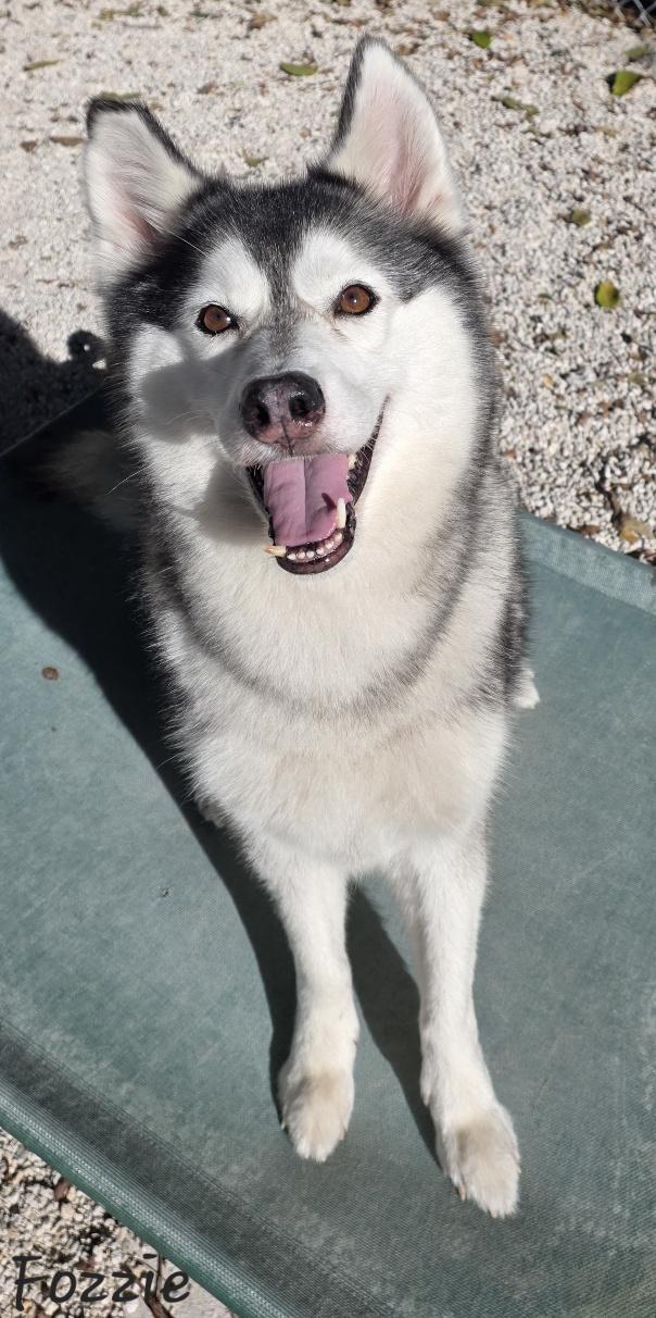 Fozzie, a ADOPTABLE mixed breed in Key Largo, FL image 5/6