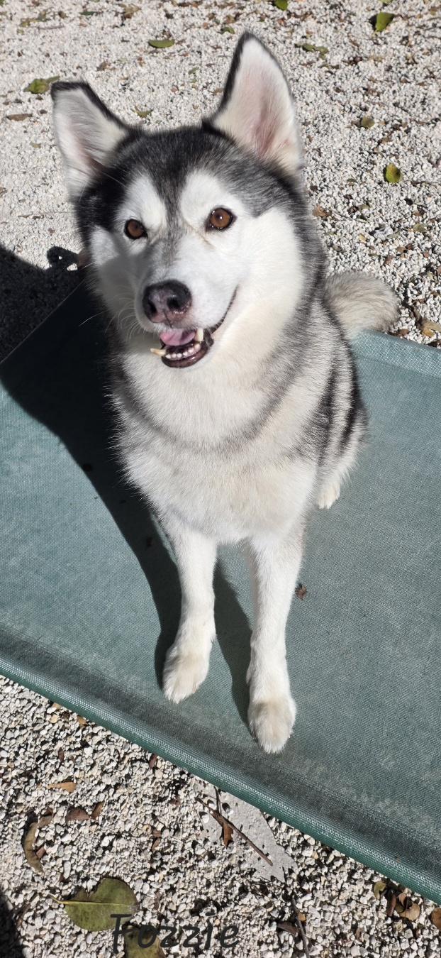 Fozzie, a ADOPTABLE mixed breed in Key Largo, FL image 6/6