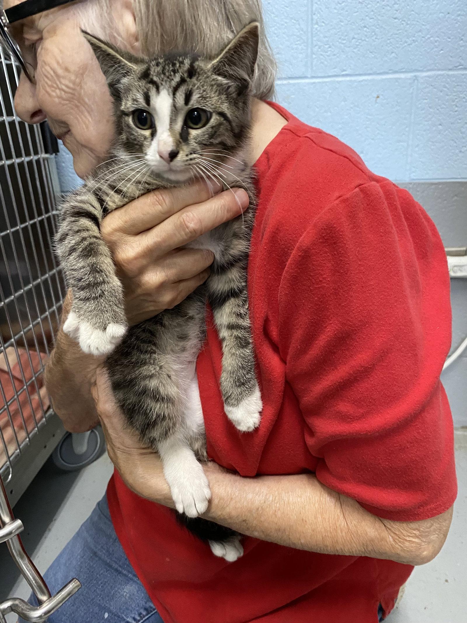 Juniper - Visit At Petsmart Lynchburg, Adopted, Kitten Male Domestic Short Hair.