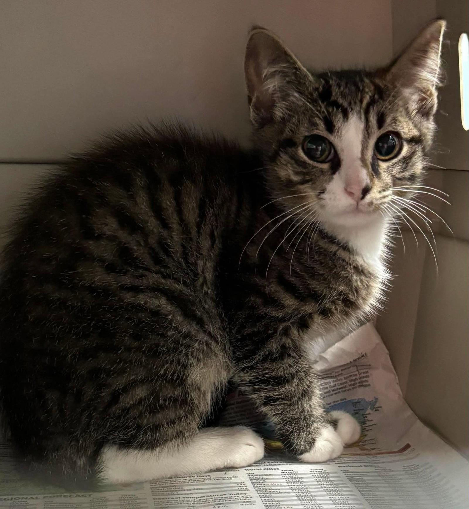 Juniper - Visit At Petsmart Lynchburg, a Adopted Domestic Short Hair in Rustburg, VA image 2/2