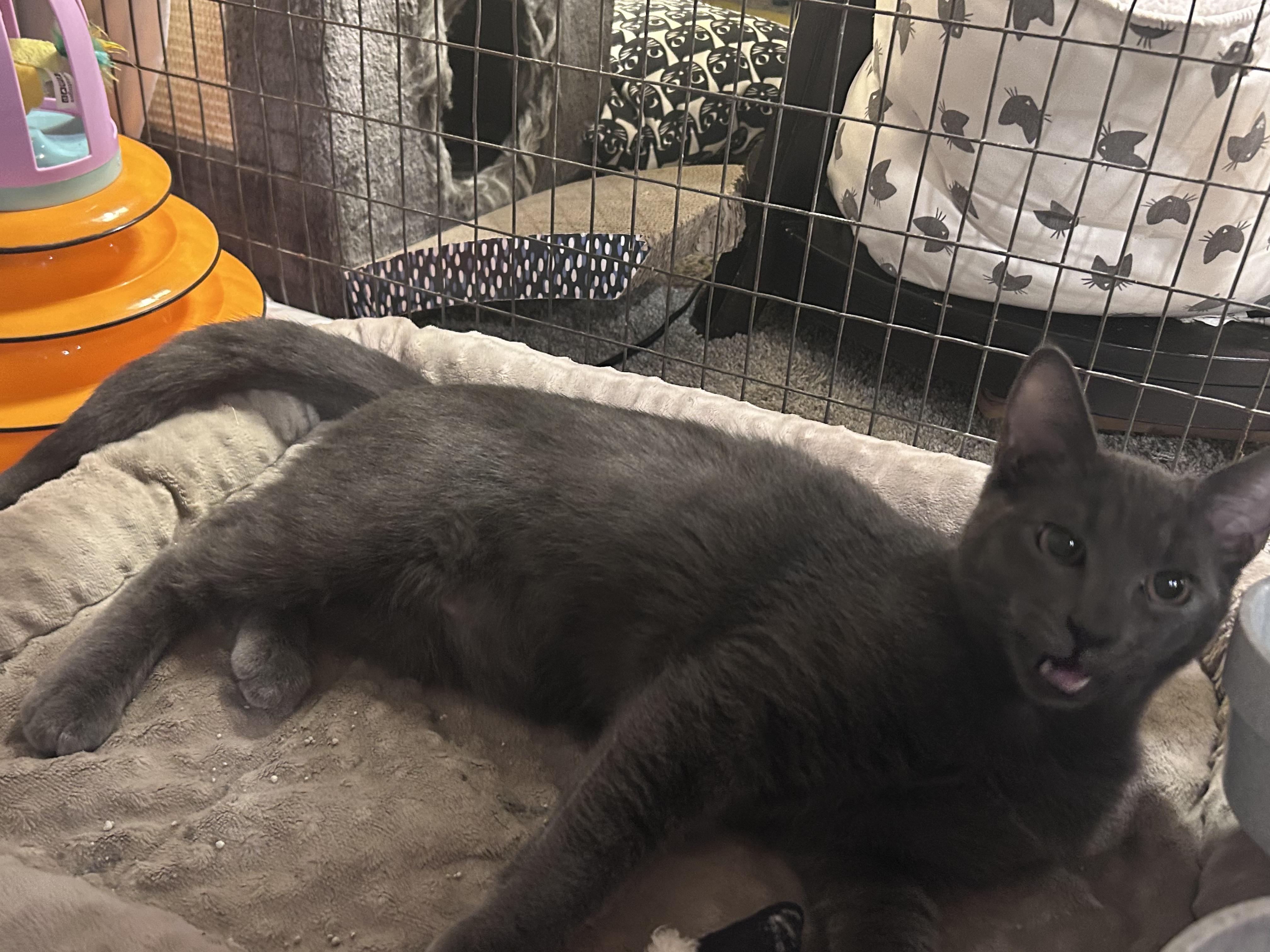 Enlarge Surfer Dude, a Adoptable Domestic Short Hair in Palisades Park, NJ image 2/4