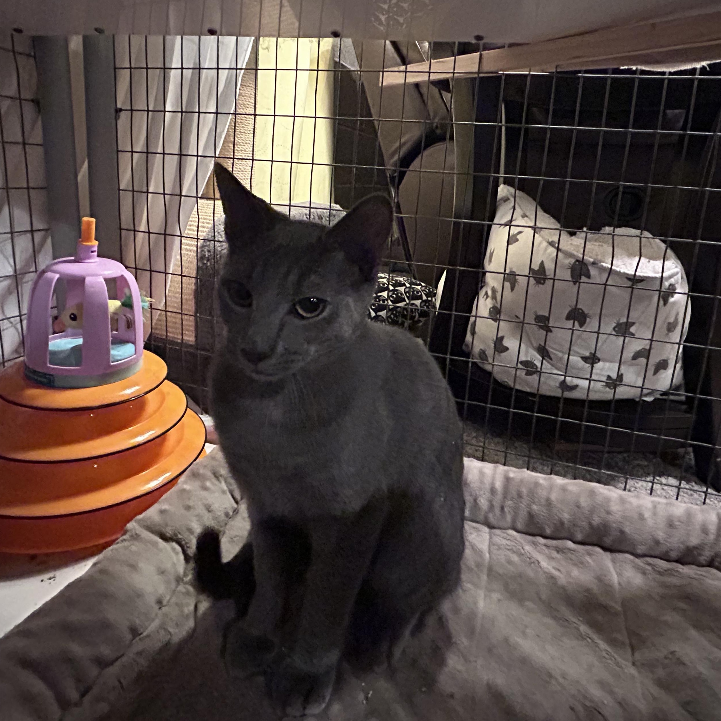 Enlarge Surfer Dude, a Adoptable Domestic Short Hair in Palisades Park, NJ image 3/4