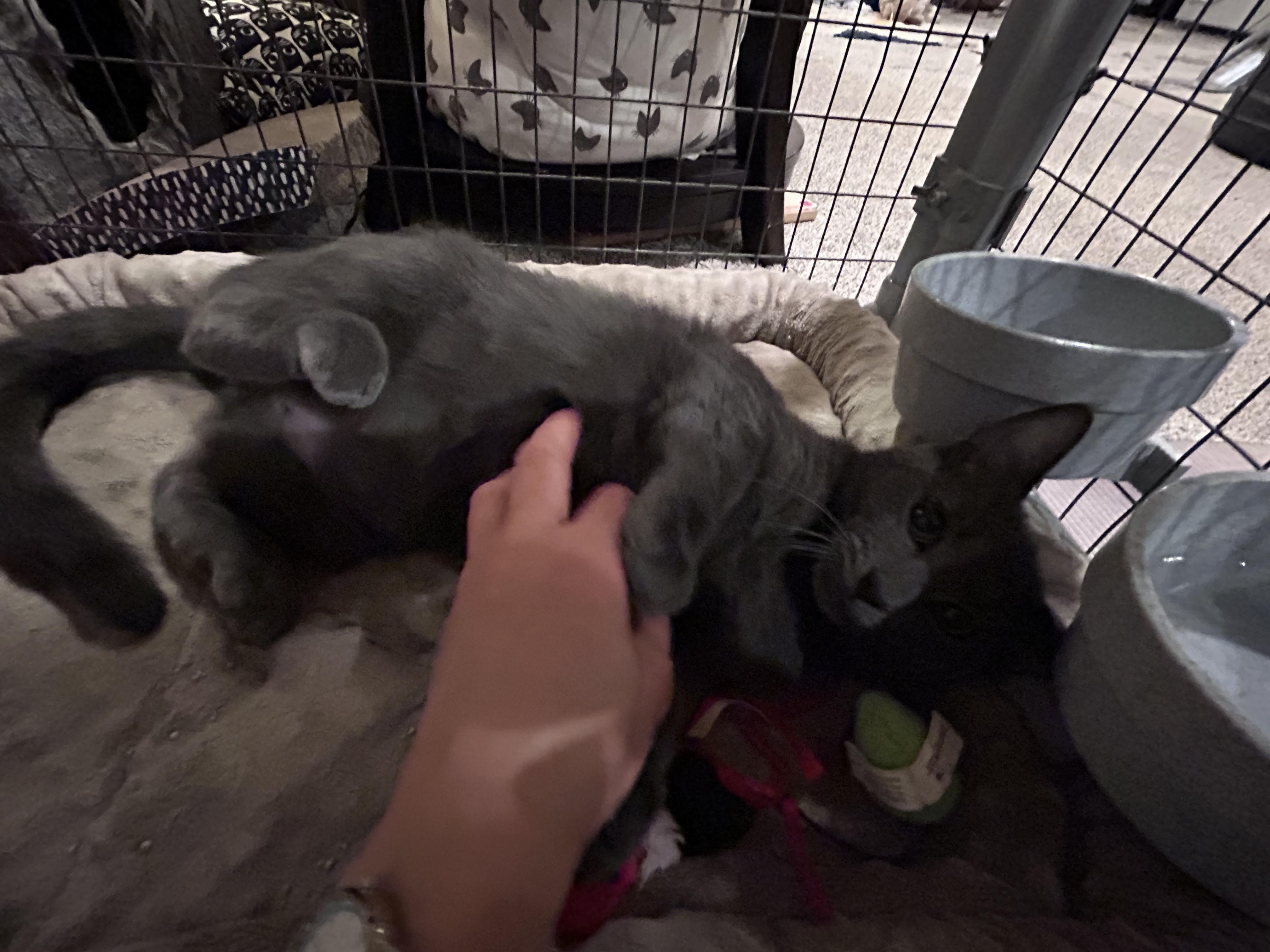 Enlarge Surfer Dude, a Adoptable Domestic Short Hair in Palisades Park, NJ image 4/4