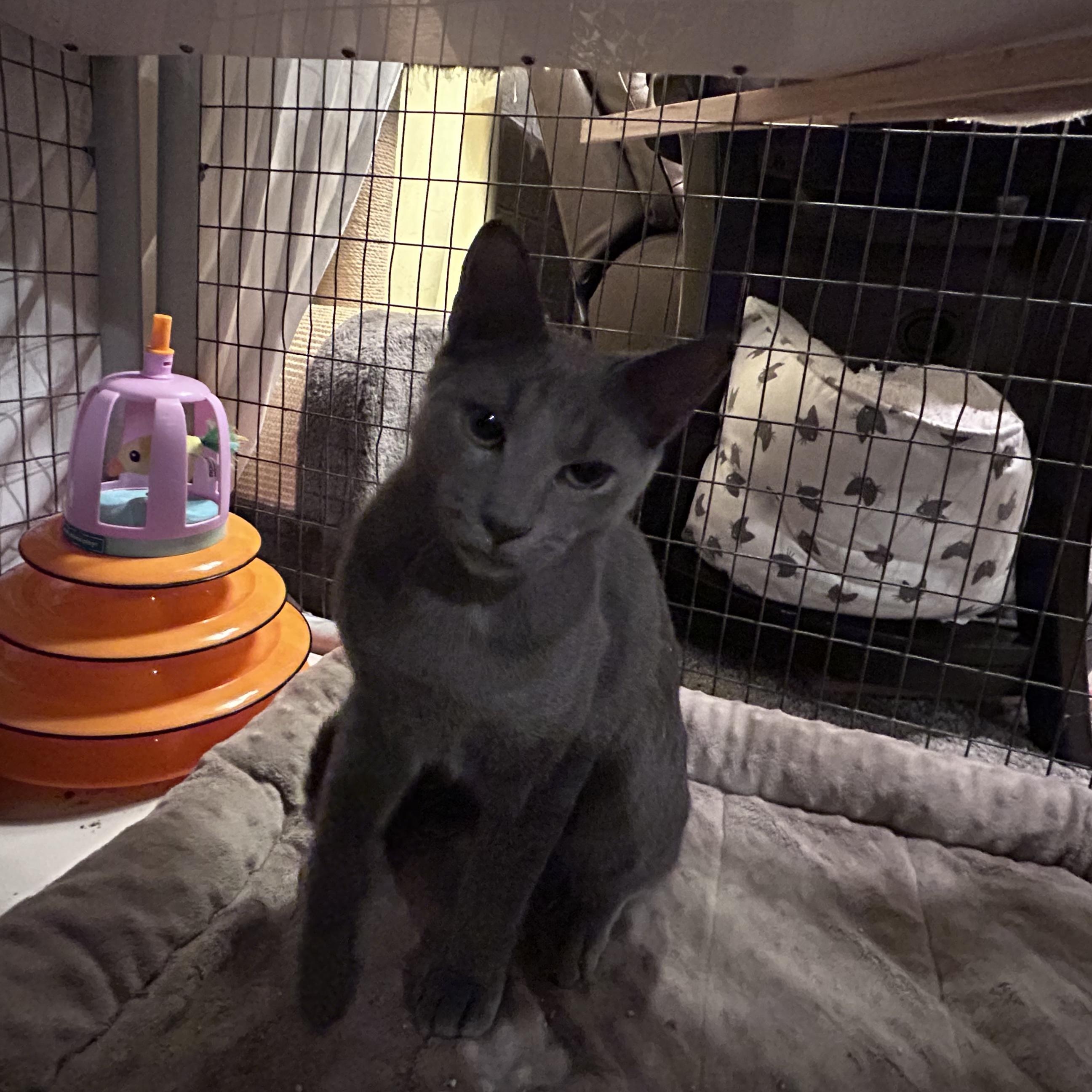 Surfer Dude, Adoptable, Young Male Domestic Short Hair.