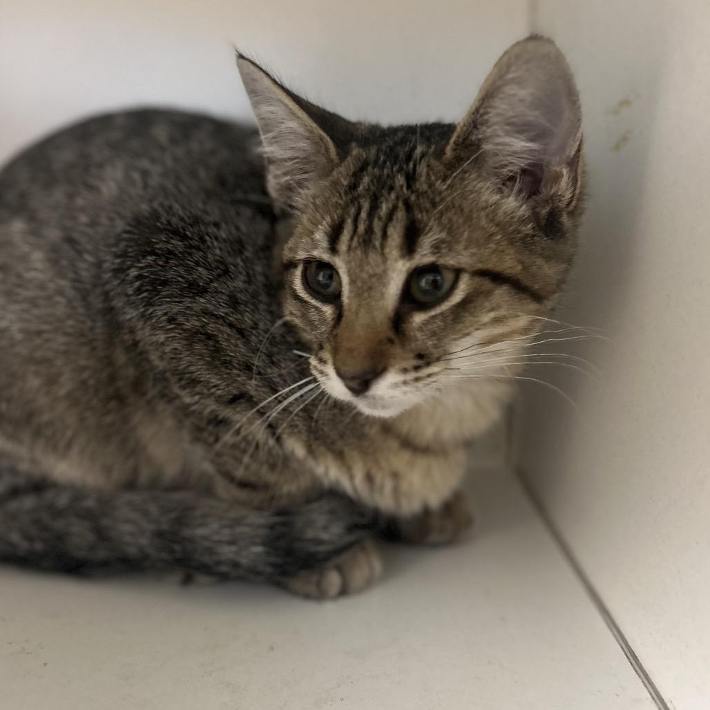 Joshua, Adoptable, Kitten Female Domestic Short Hair.
