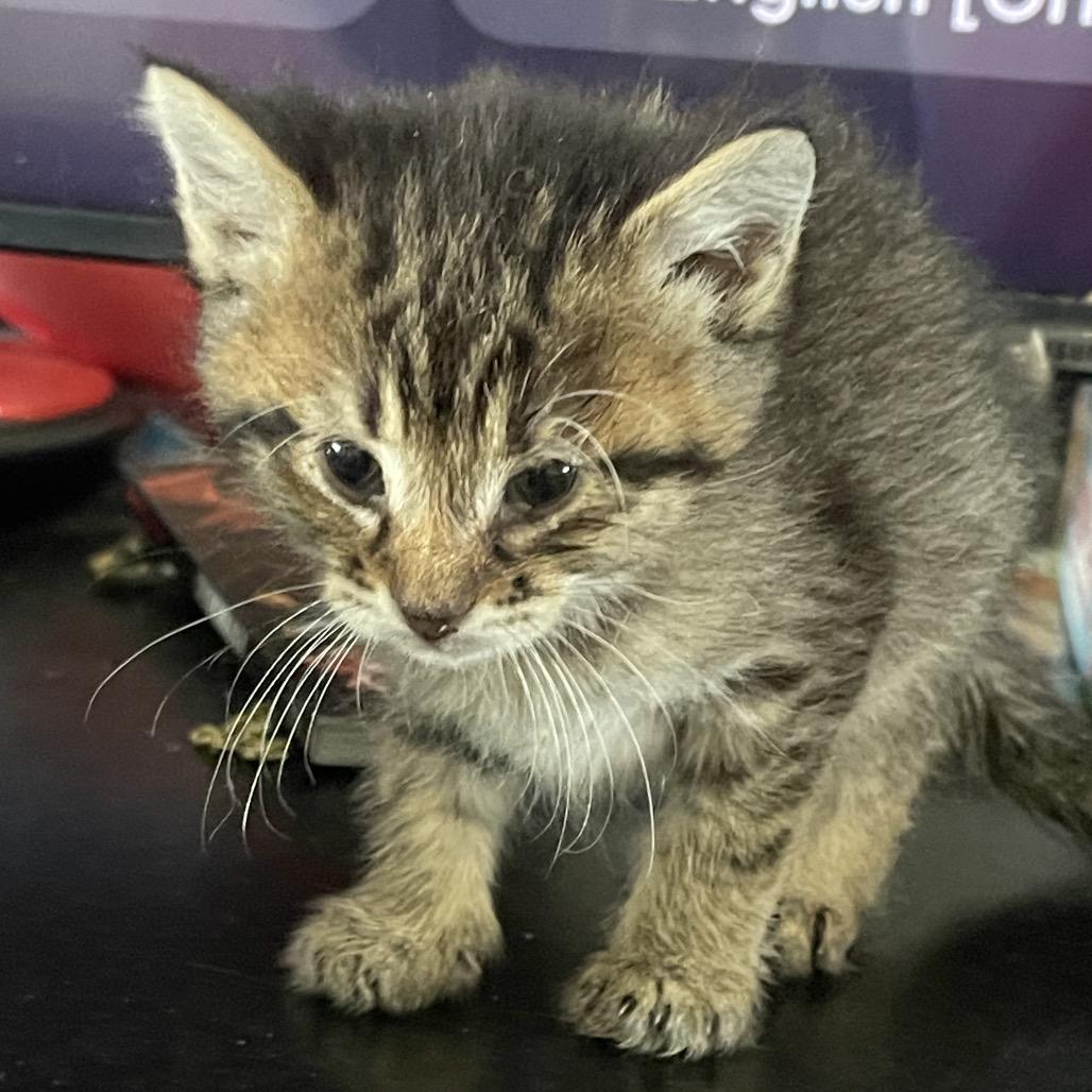 Joshua **Off-Site Foster Home**, Adoptable, Kitten Female Domestic Short Hair.