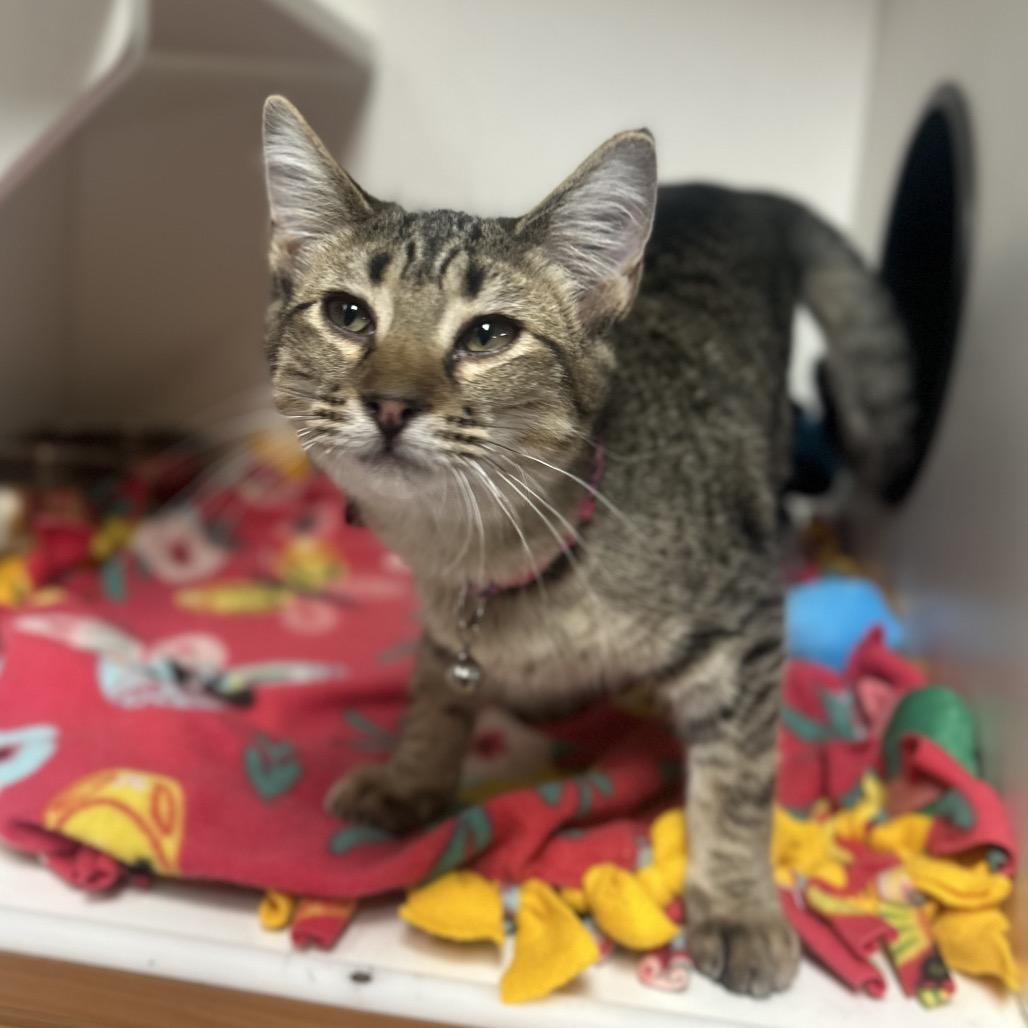 Joshua, a Adoptable Domestic Short Hair in Troy, IL image 3/4