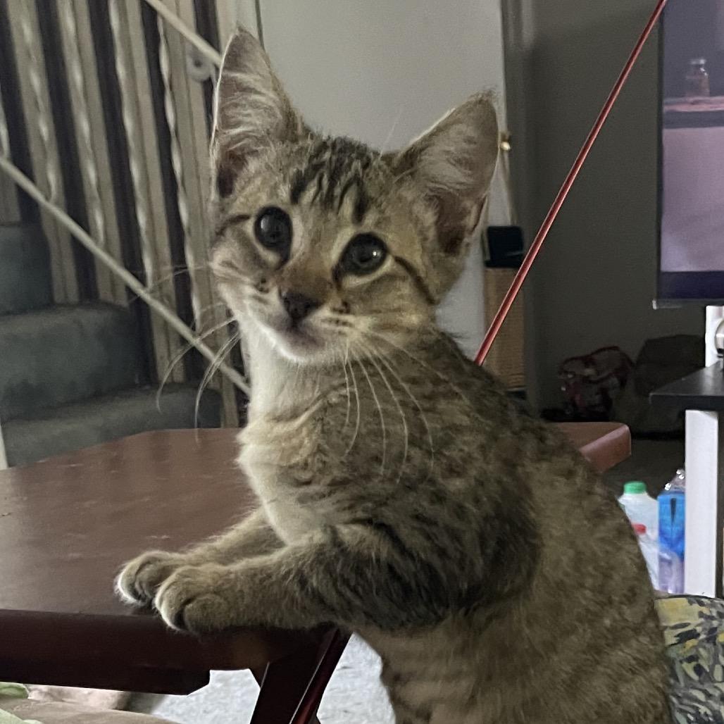 Joshua **Off-Site Foster Home**, a Adoptable Domestic Short Hair in Troy, IL image 2/2
