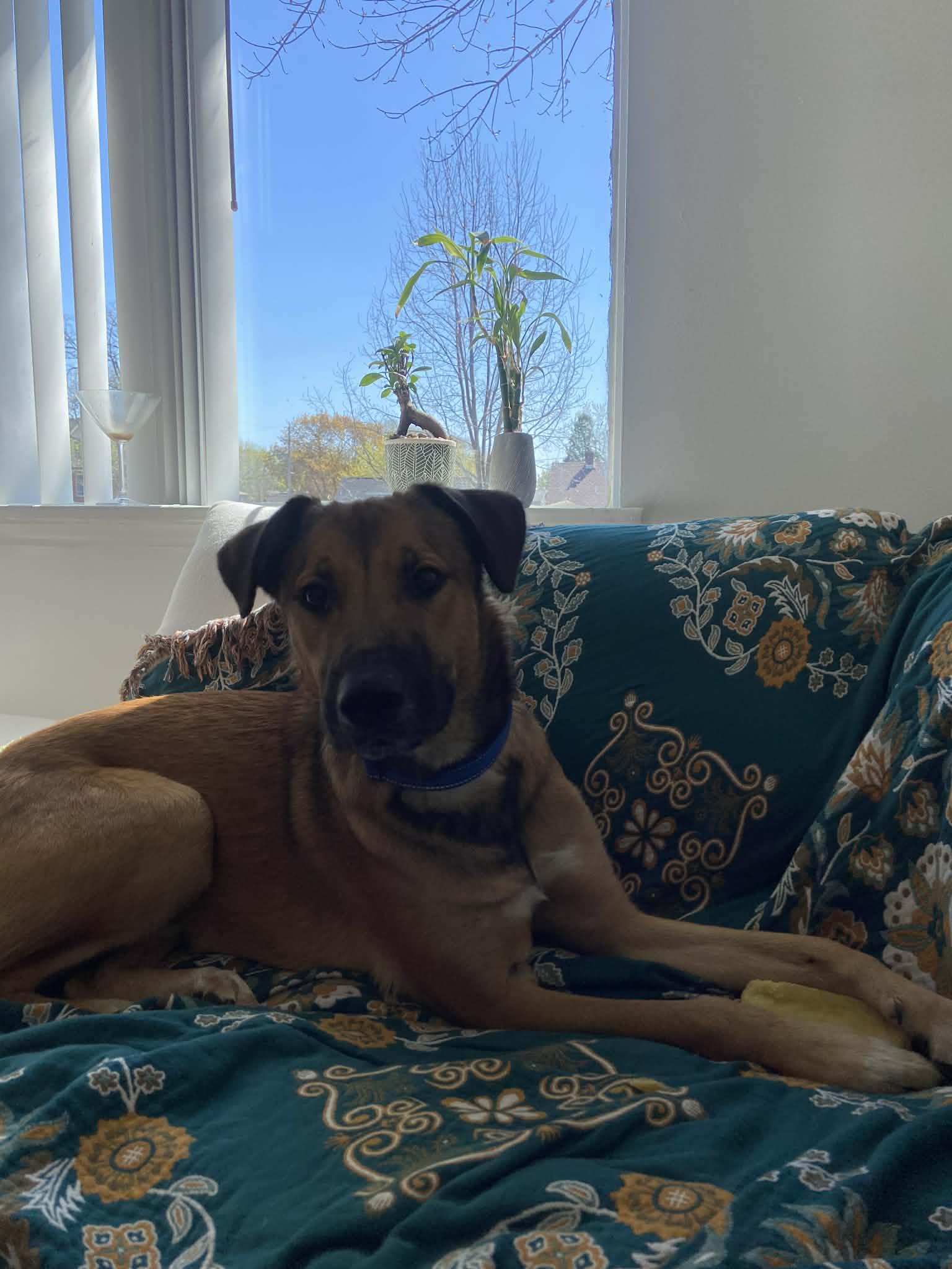 Enlarge JACK   $425, an adoptable mixed breed in Milwaukee, WI image 4/6