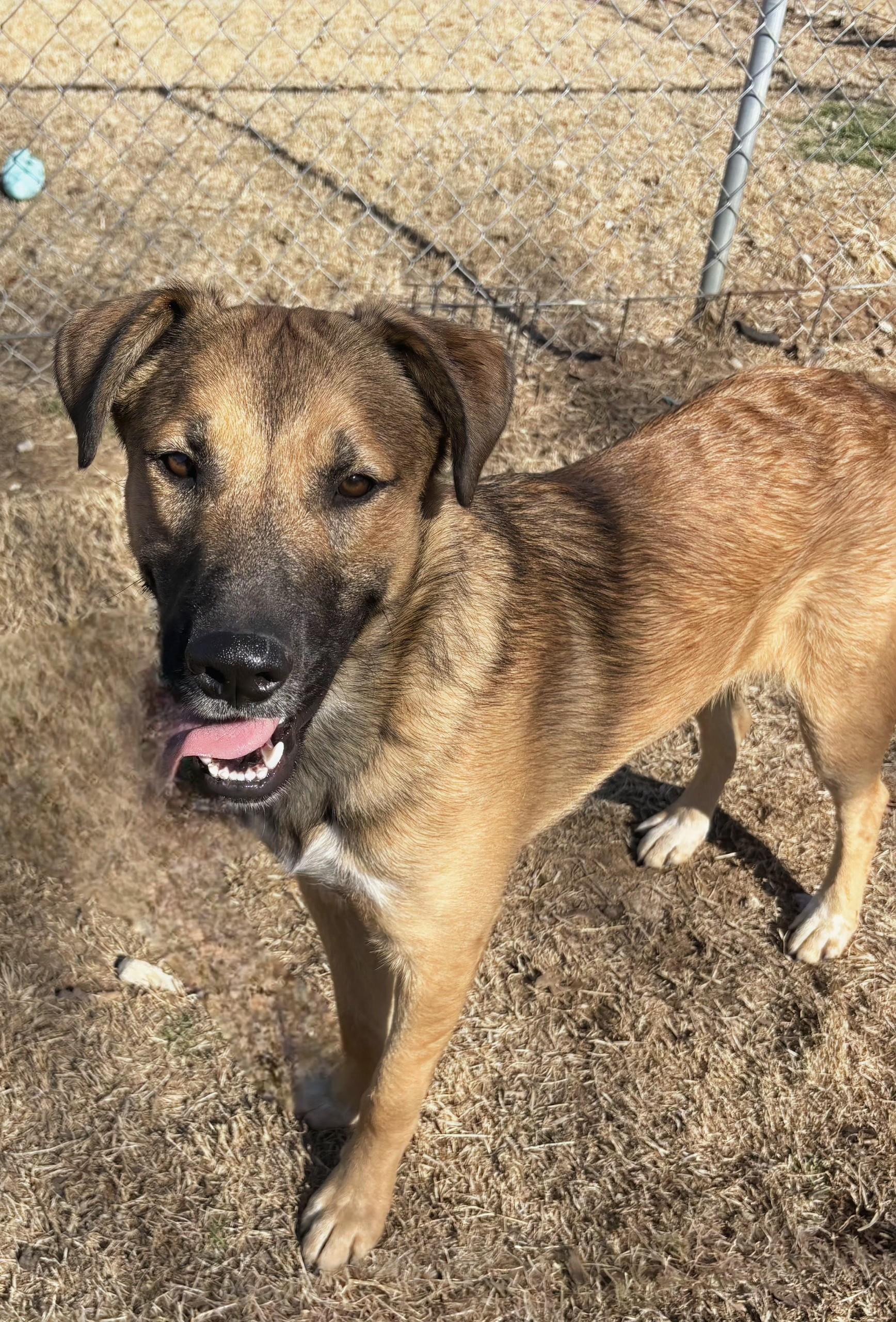 Enlarge JACK   $425, an adoptable mixed breed in Milwaukee, WI image 5/6