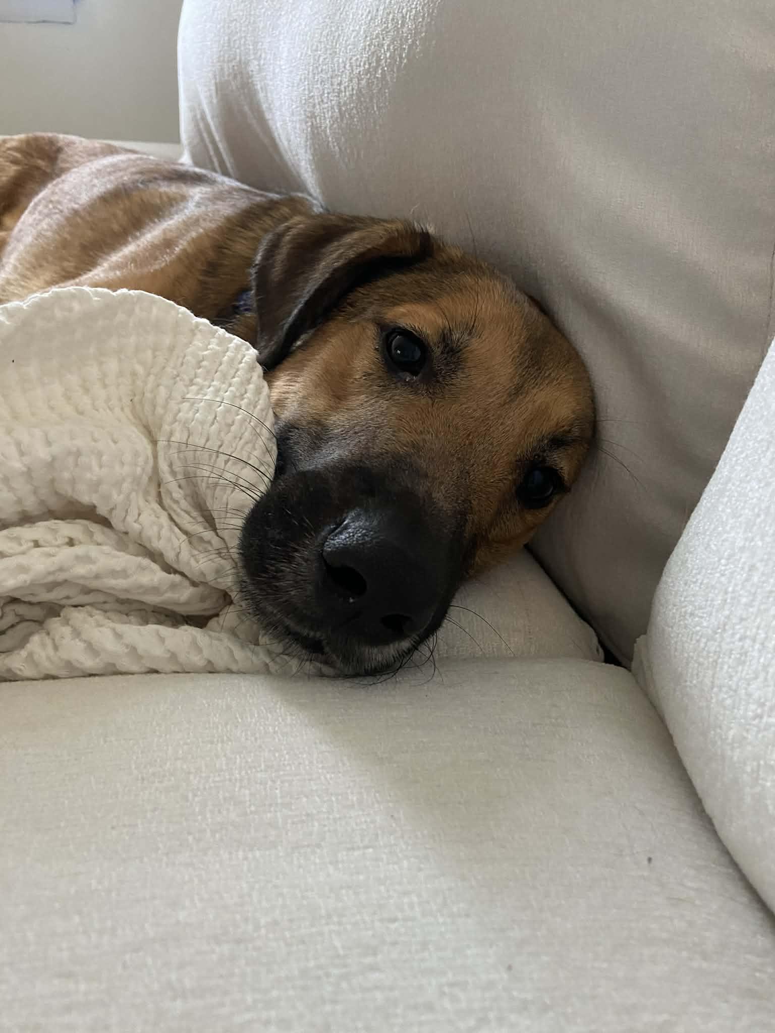 Enlarge JACK   $425, an adoptable mixed breed in Milwaukee, WI image 5/6