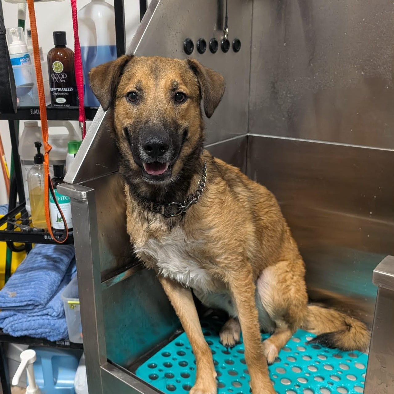 Enlarge JACK   $425, an adoptable mixed breed in Milwaukee, WI image 2/6
