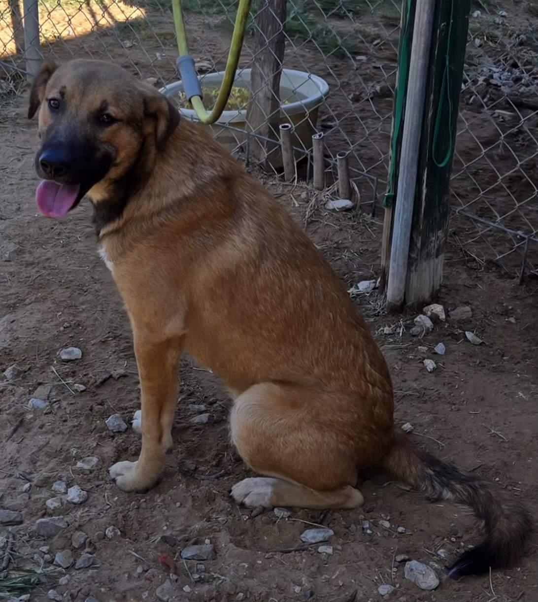 Enlarge JACK   $425, an adoptable mixed breed in Milwaukee, WI image 2/6