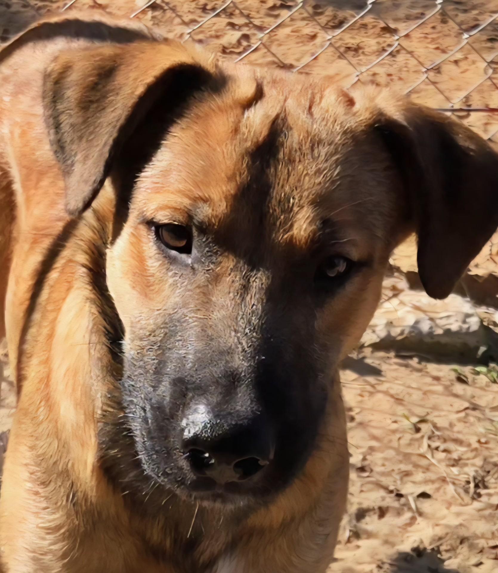 Enlarge JACK   $425, an adoptable mixed breed in Milwaukee, WI image 3/6