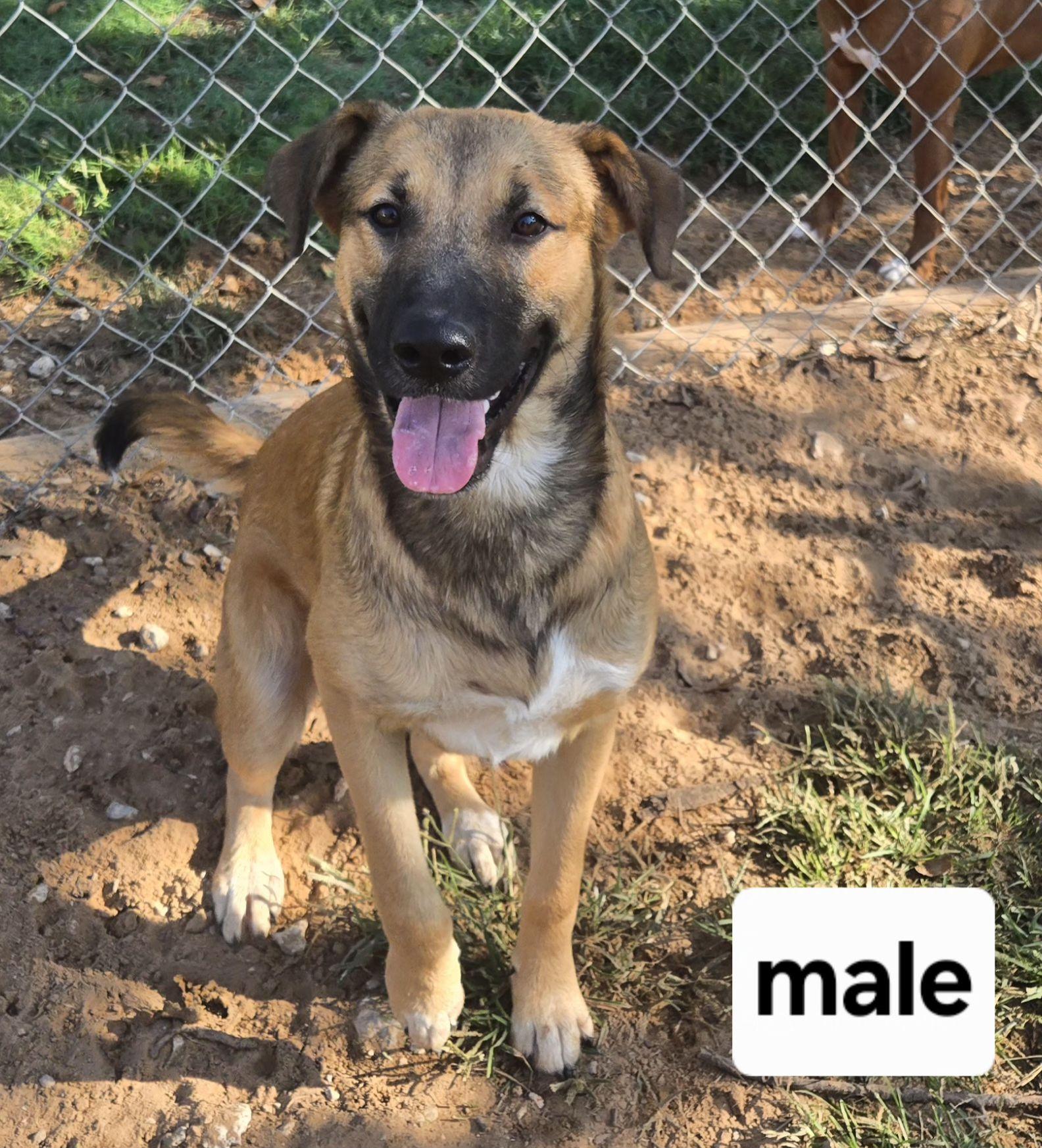 Enlarge JACK   $425, an adoptable mixed breed in Milwaukee, WI image 4/6