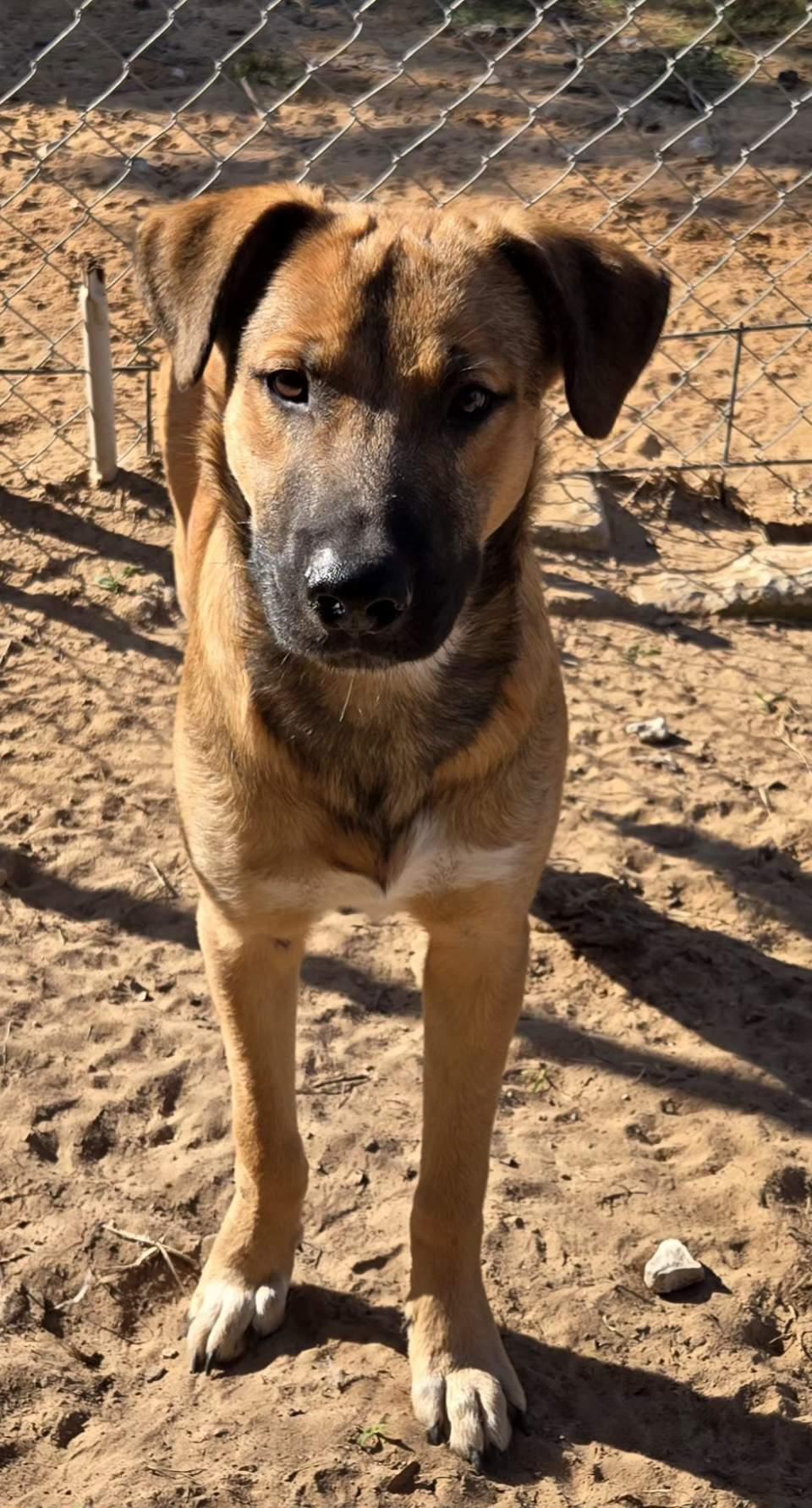 Enlarge JACK   $425, an adoptable mixed breed in Milwaukee, WI image 6/6