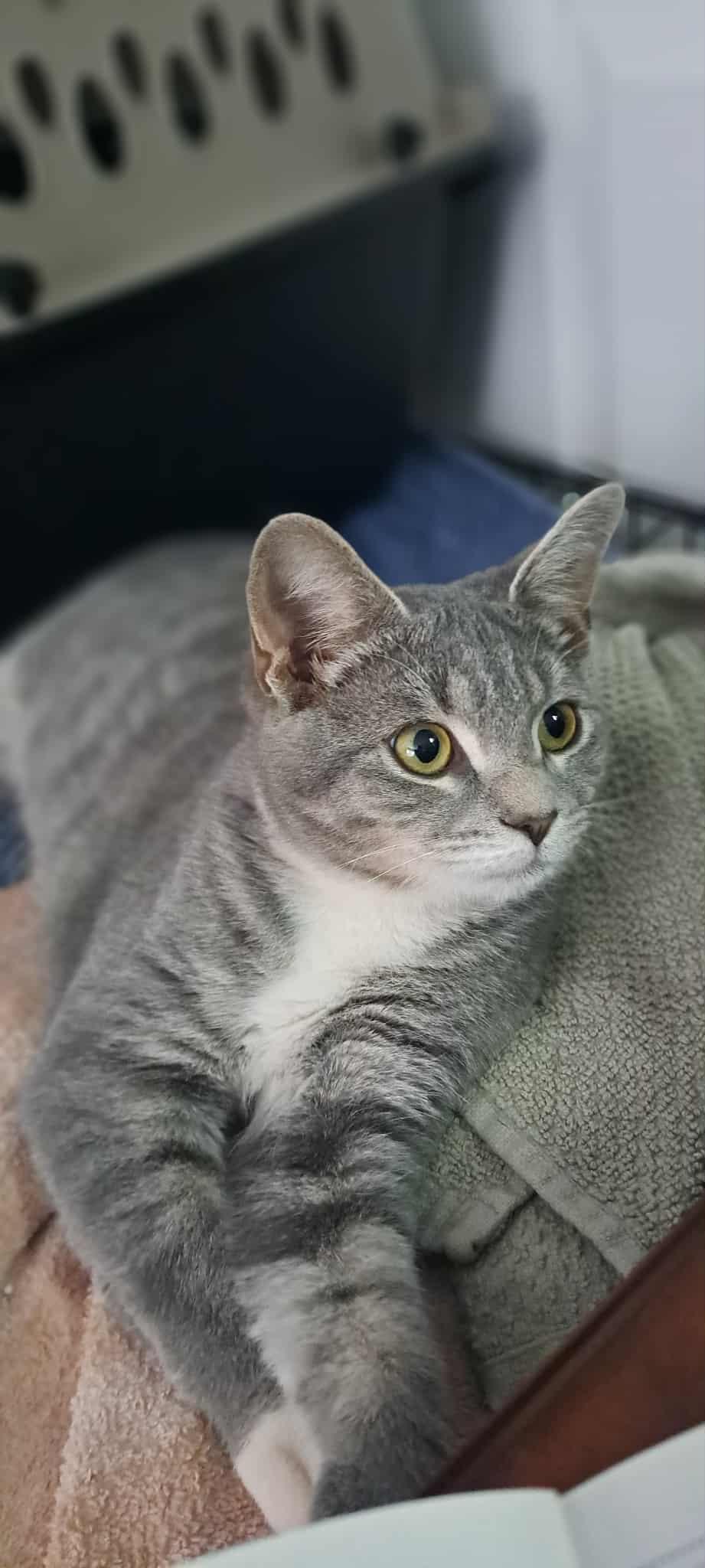 Silver Bullet, an adopted Domestic Short Hair in Winston-Salem, NC image 2/6