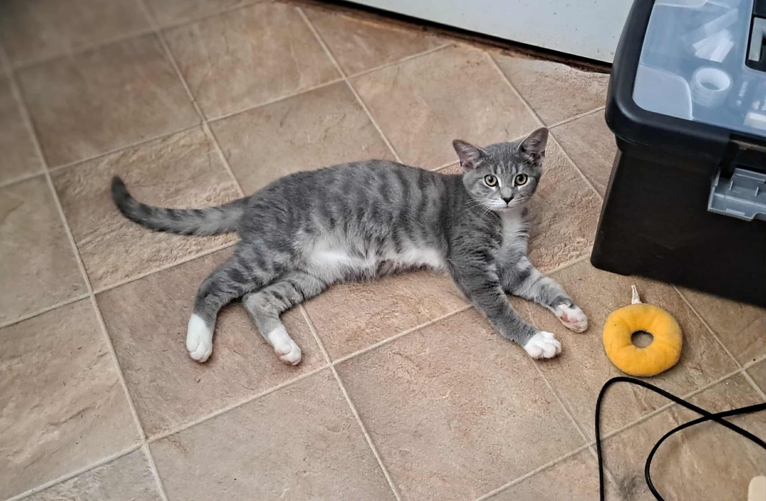 Silver Bullet, an adopted Domestic Short Hair in Winston-Salem, NC image 4/6