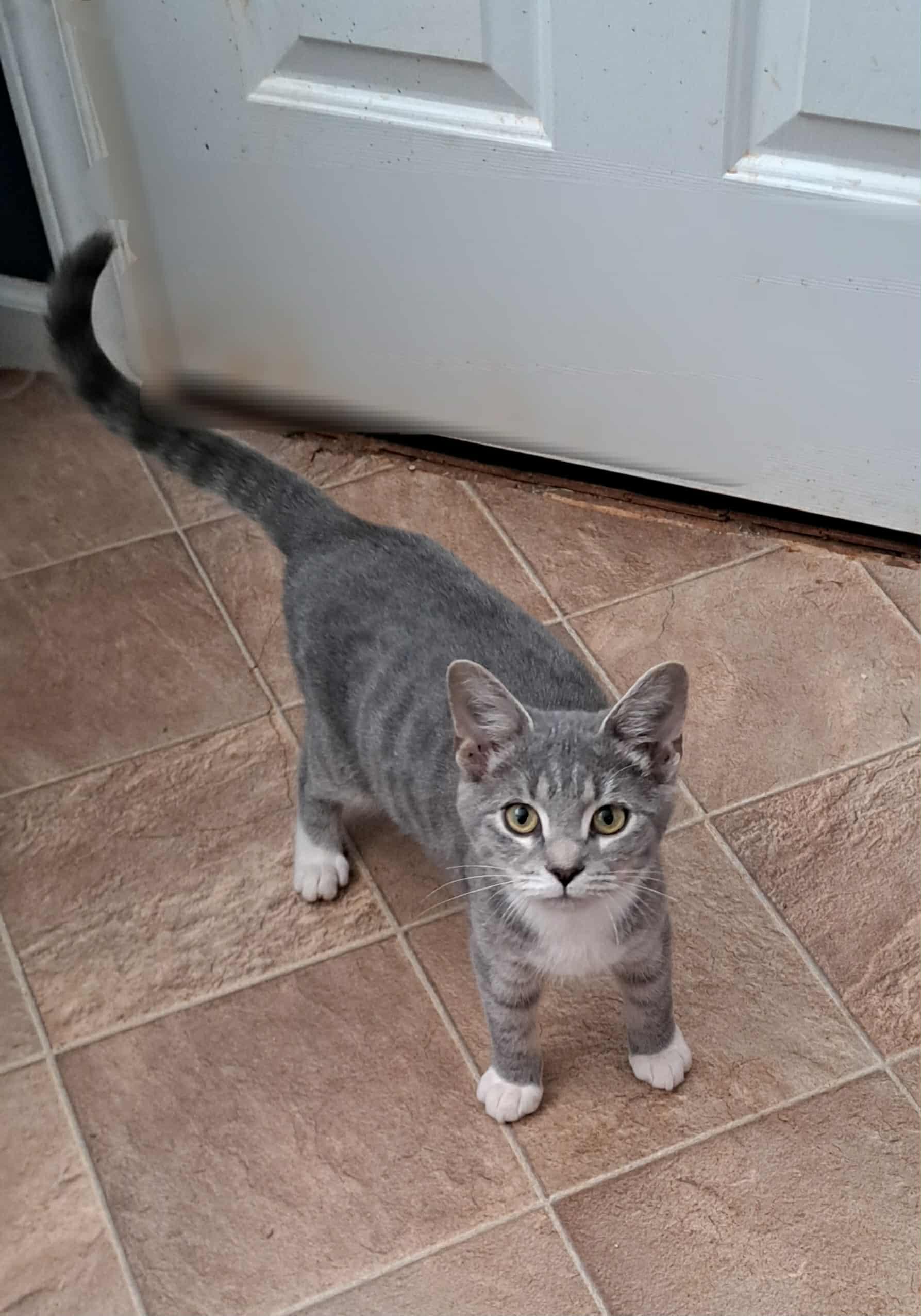 Silver Bullet, an adopted Domestic Short Hair in Winston-Salem, NC image 3/6