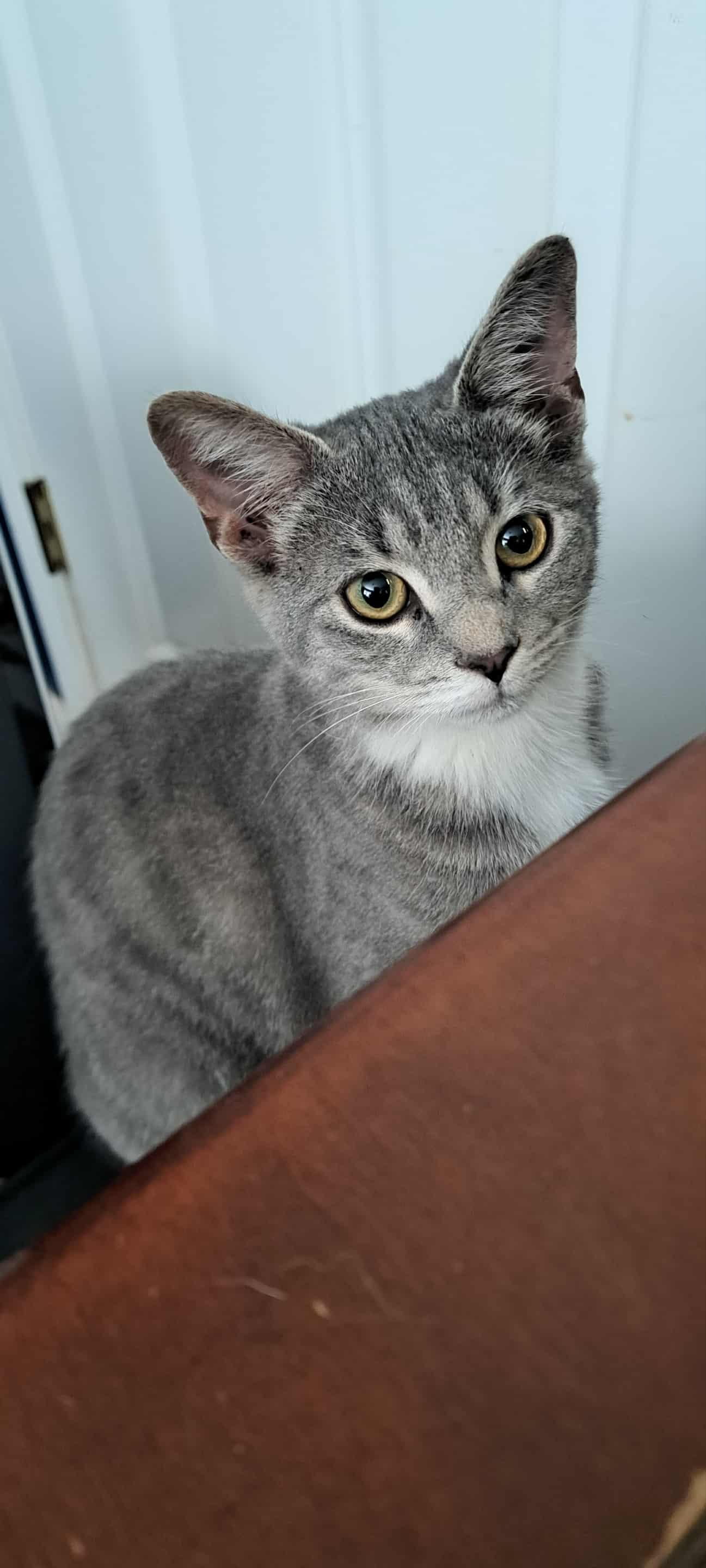 Silver Bullet, an adopted Domestic Short Hair in Winston-Salem, NC image 5/6