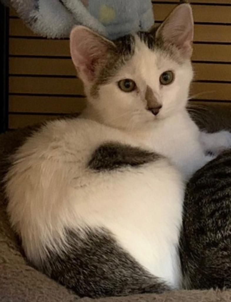 Elsa, a Adoptable mixed breed in Midland, TX image 1/6