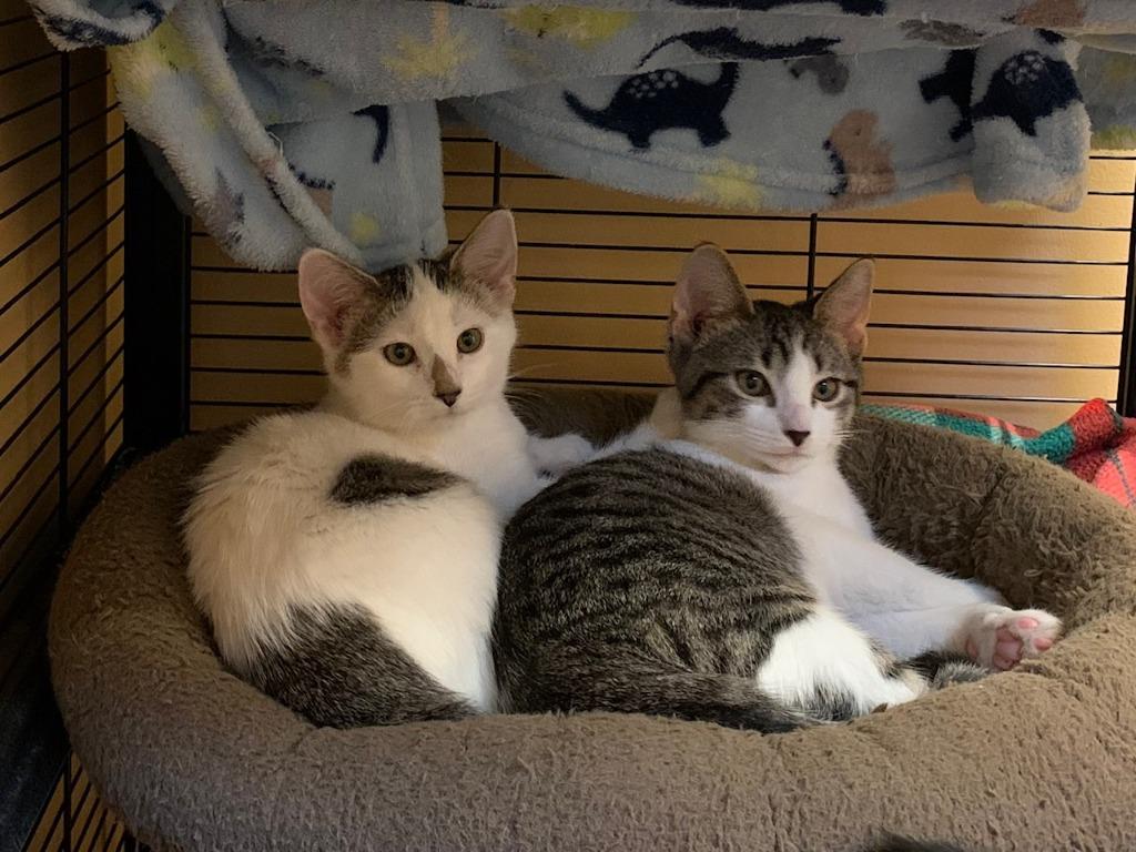 Elsa, a Adoptable mixed breed in Midland, TX image 2/6