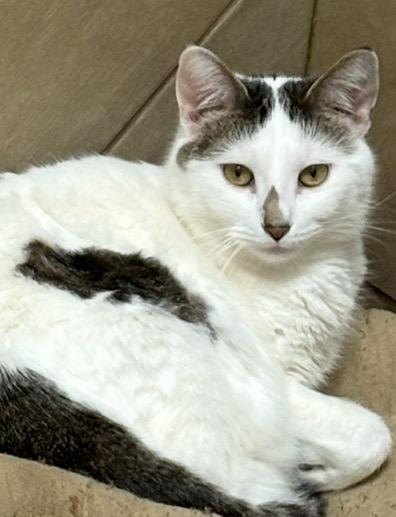 Elsa, a Adoptable mixed breed in Midland, TX image 3/6