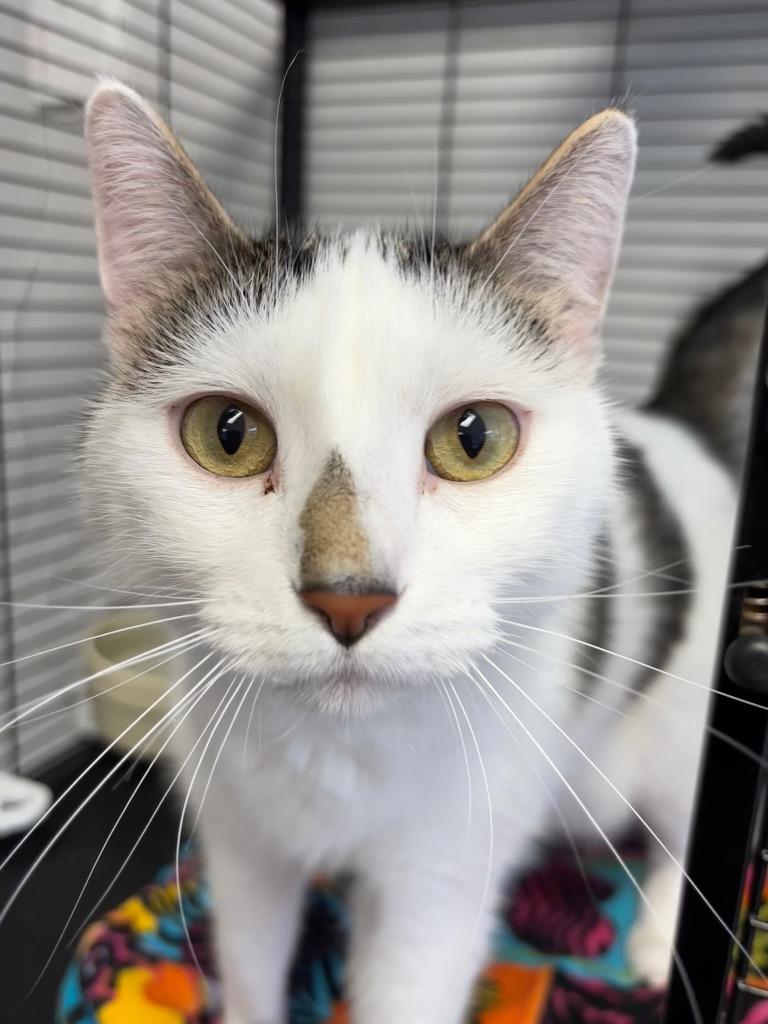 Elsa, a Adoptable mixed breed in Midland, TX image 4/6