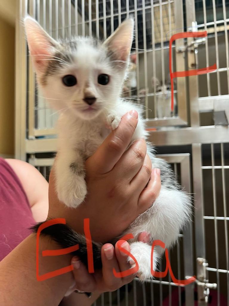 Elsa, a Adoptable mixed breed in Midland, TX image 5/6