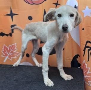61887073, Adoptable, Puppy Male Retriever.