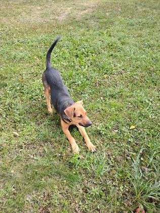 Agatha/Nova, Adoptable, Puppy Female Terrier & Coonhound.