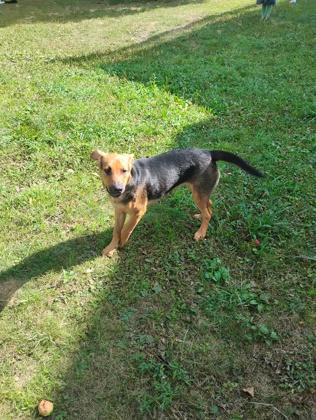 Enlarge Agatha/Nova, a Adoptable mixed breed in Shawano, WI image 2/2