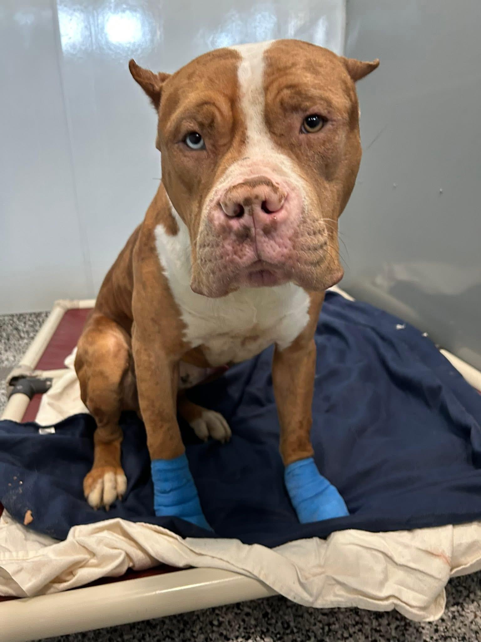 Brewer ❄️, Adoptable, Adult Male Pit Bull Terrier.