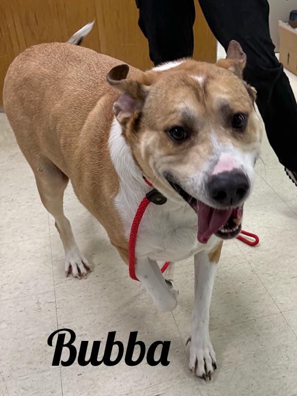 Enlarge Bubba, a ADOPTABLE mixed breed in Manistee, MI image 2/2