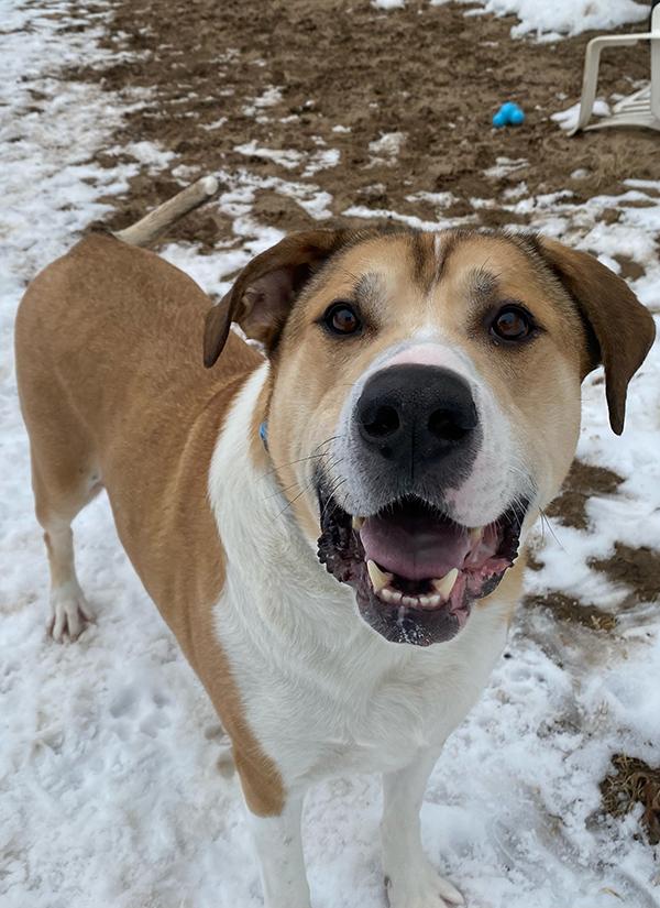 Enlarge Bubba, an adopted mixed breed in Manistee, MI image 2/4