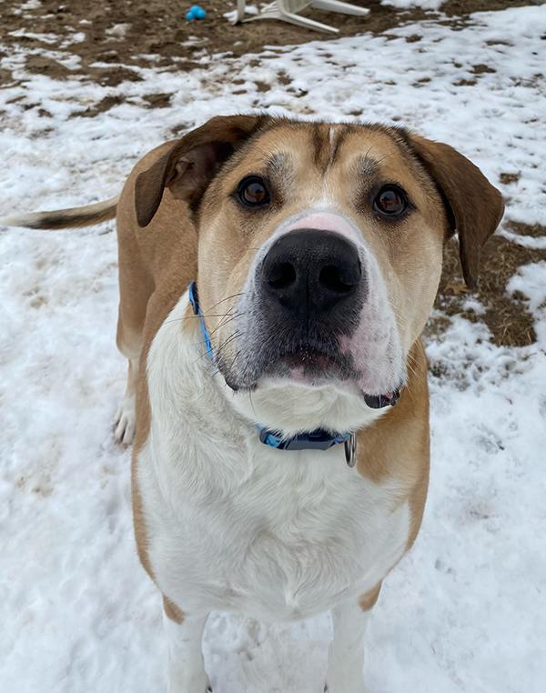 Bubba, ADOPTABLE, Adult Male Labrador Retriever & Great Pyrenees.