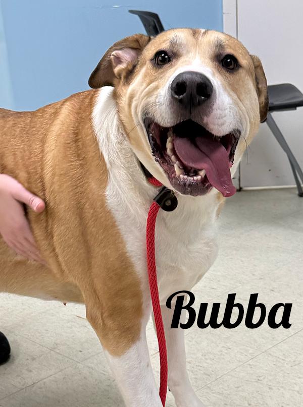 Enlarge Bubba, a ADOPTABLE mixed breed in Manistee, MI image 1/2
