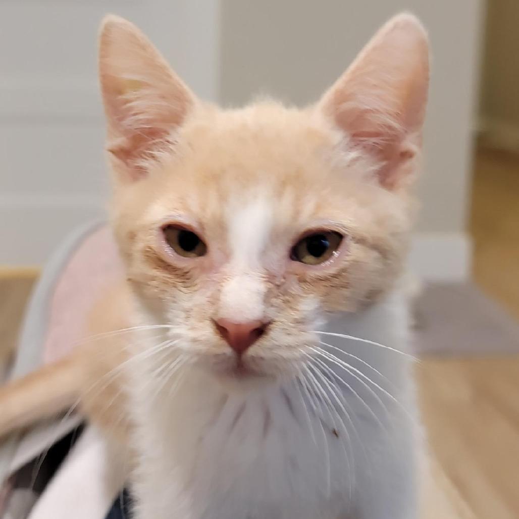 Enlarge Crepe, a Adoptable Domestic Short Hair in Spokane, WA image 1/4