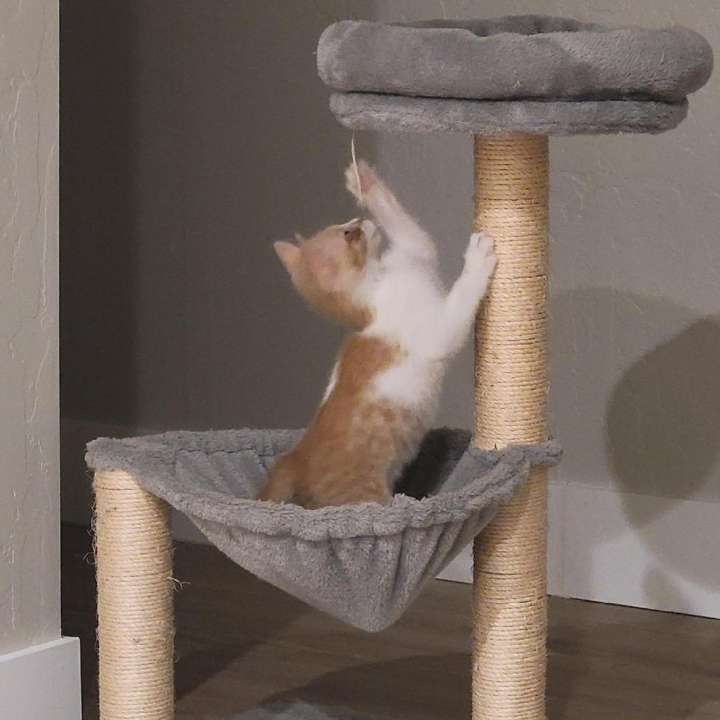 Enlarge Crepe, a Adoptable Domestic Short Hair in Spokane, WA image 2/4