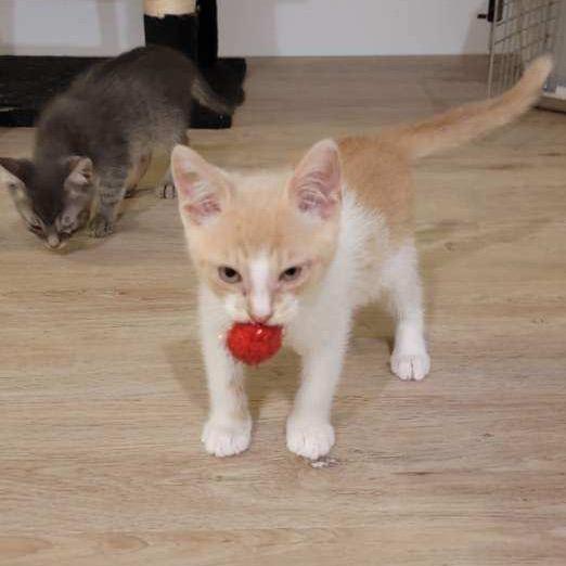 Enlarge Crepe, a Adoptable Domestic Short Hair in Spokane, WA image 3/4