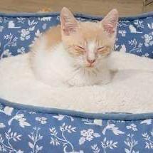 Enlarge Crepe, a Adoptable Domestic Short Hair in Spokane, WA image 4/4