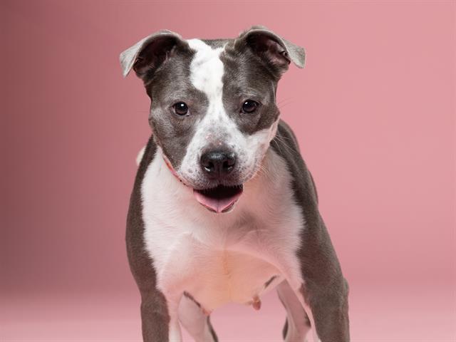 TIRAMISU, Adoptable, Adult Female Mixed Breed.