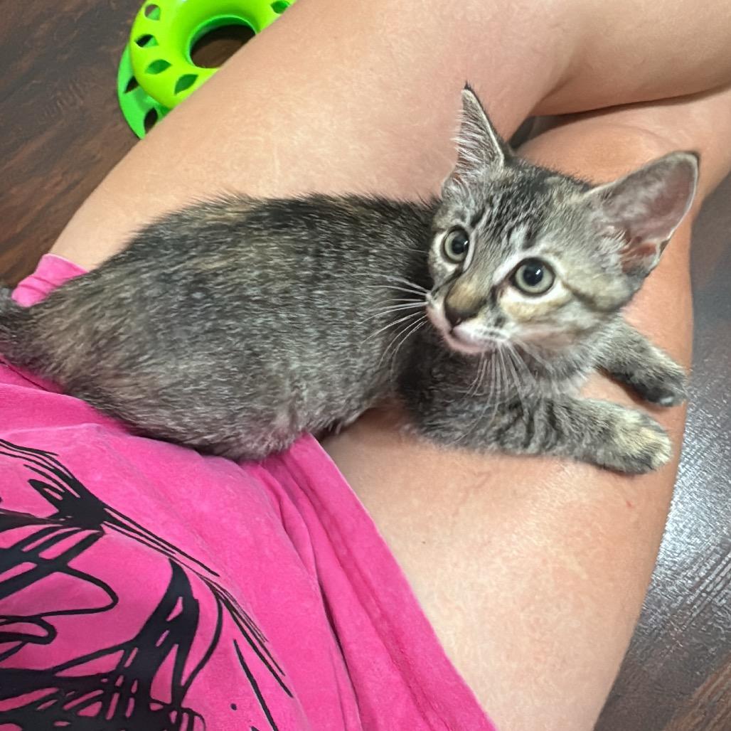 Buttercup, Adoptable, Kitten Female Domestic Short Hair.