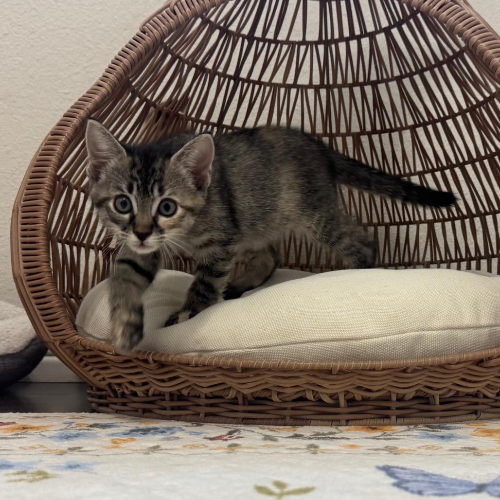 Enlarge Buttercup, a Adoptable Domestic Short Hair in Crowley, TX image 2/4