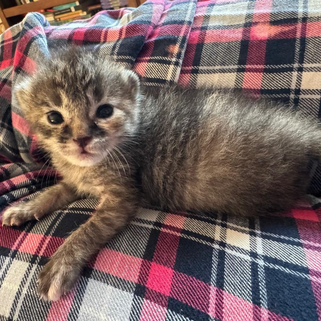 Enlarge Buttercup, a Adoptable Domestic Short Hair in Crowley, TX image 3/4